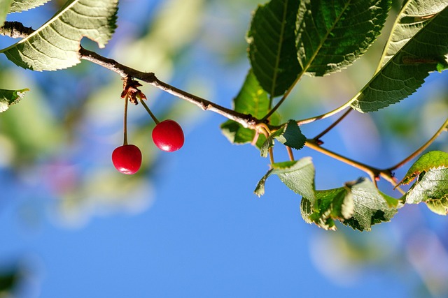 Cerezas Silvestres Fruta - Foto gratis en Pixabay - Pixabay