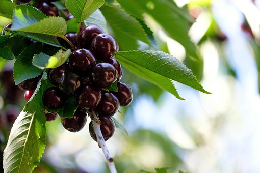 Cherries, Wild Cherries, Fruit