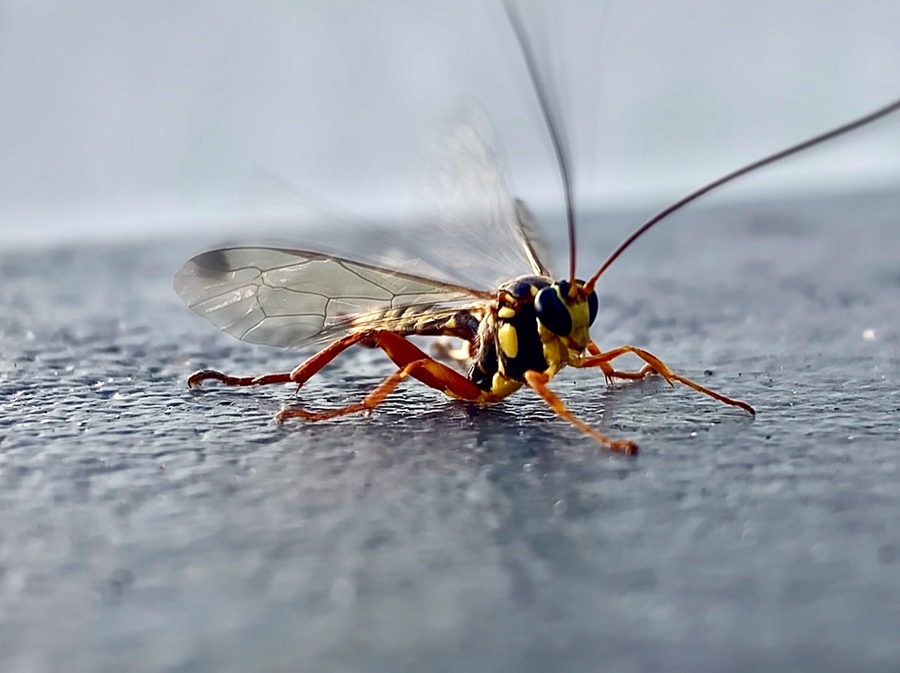 Insecto Volador De - Foto gratis en Pixabay - Pixabay