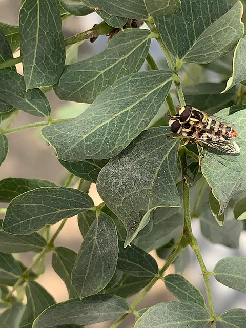 Free Bugs Leaves photo and picture