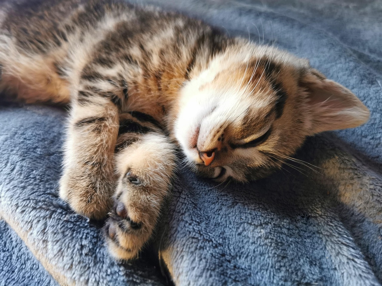 Sleeping Cat Kitten Cute Free Photo On Pixabay Pixabay Sleeping Cat Kitten Cute Free Photo On Pixabay Pixabay