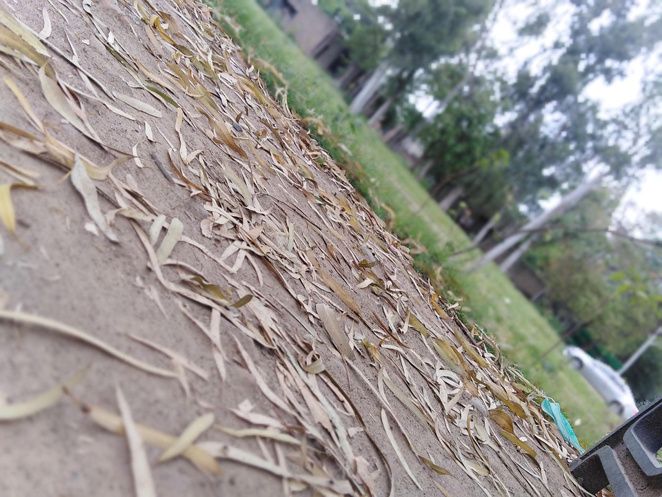Leaves On Ground - Free photo on Pixabay - Pixabay