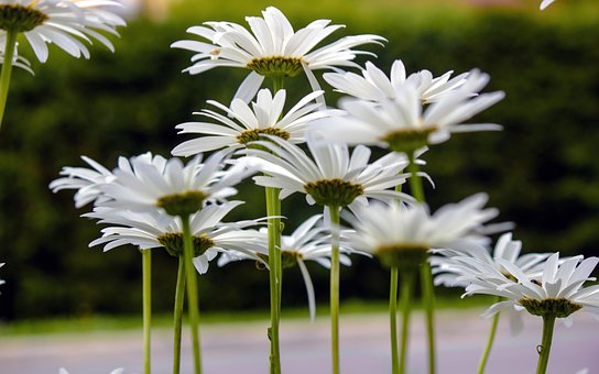 Free Flower Petal photo and picture