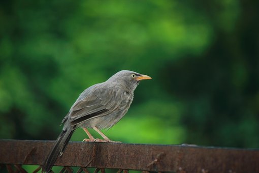 Free Black Nature photo and picture