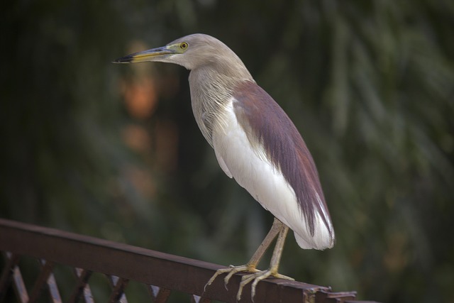 Goa, Natur, Asien, Stein, Rechnung