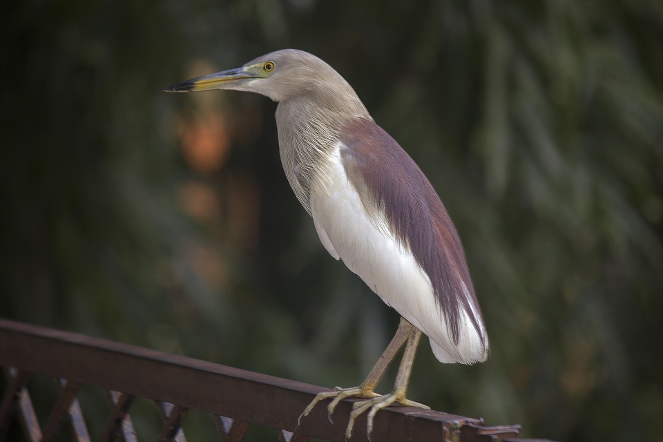 Goa Nature Asia - Free photo on Pixabay - Pixabay