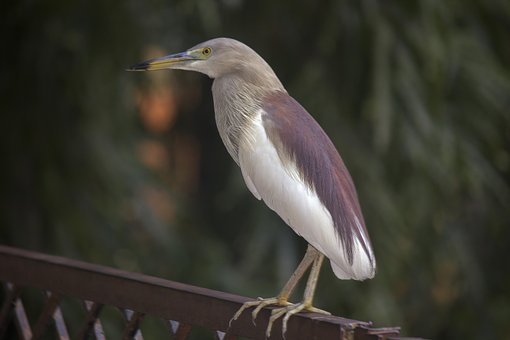 Free Goa Nature photo and picture