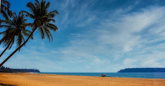 Free Tree Tropics photo and picture
