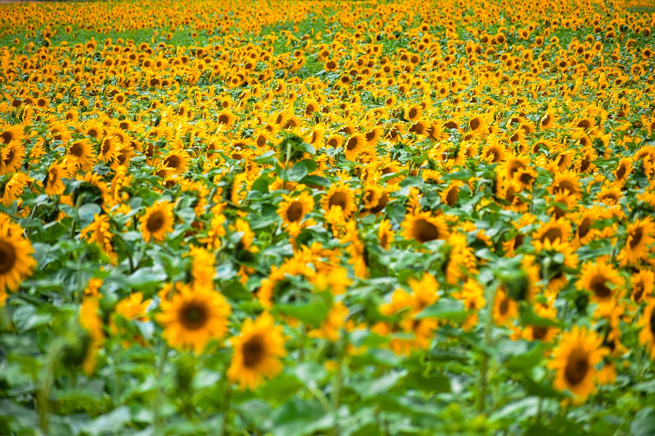 Été Soleil Campagne - Photo gratuite sur Pixabay - Pixabay