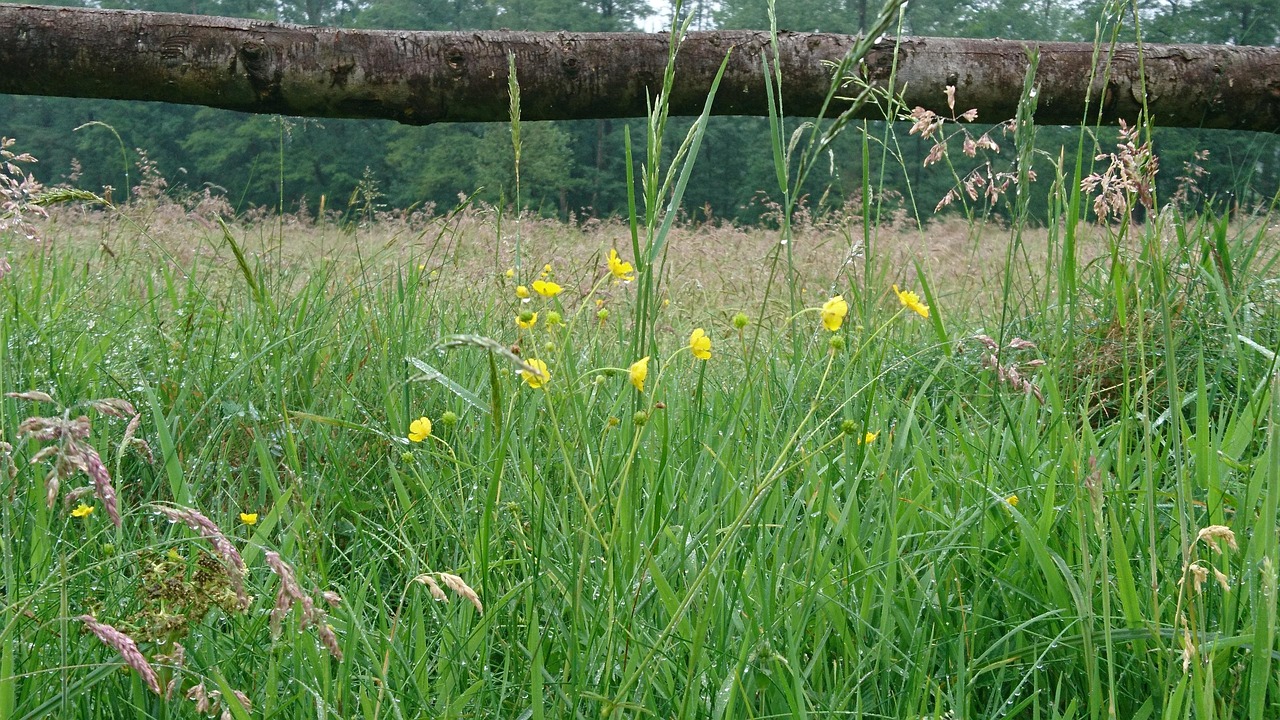 Prairie Gazon Vert - Photo gratuite sur Pixabay - Pixabay