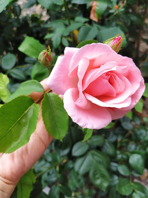 Rose Main Fleur - Photo gratuite sur Pixabay - Pixabay