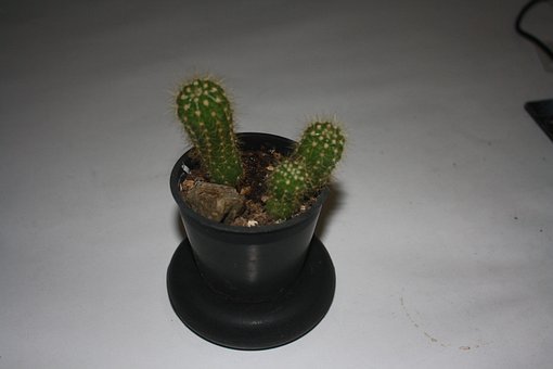 Free Cactus Plant photo and picture