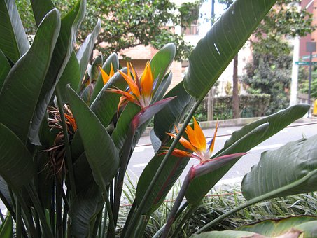 Free Flowers Medellin photo and picture