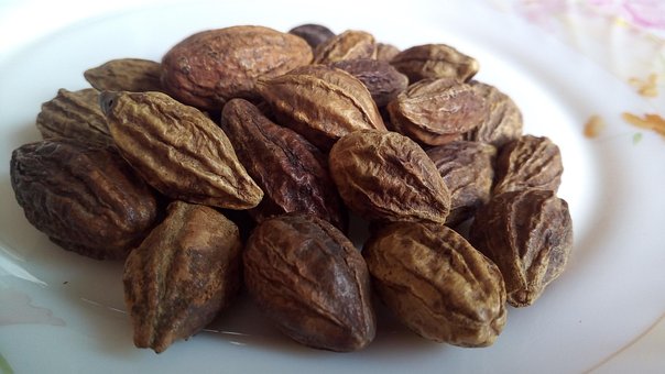 Free Haritaki Terminalia Chebula photo and picture