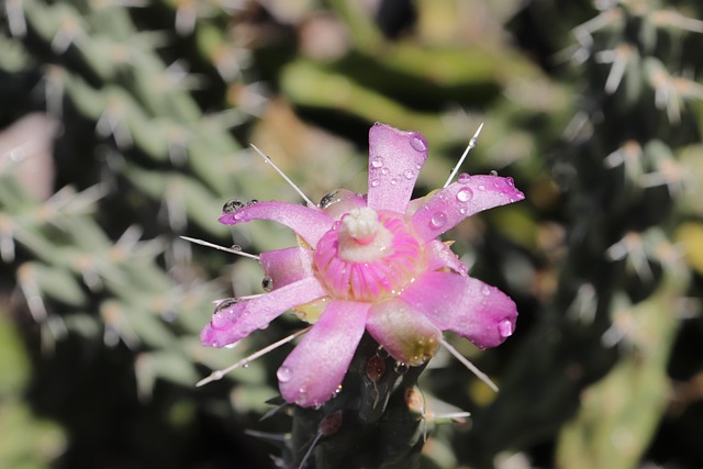 Free Cactus Flower photo and picture