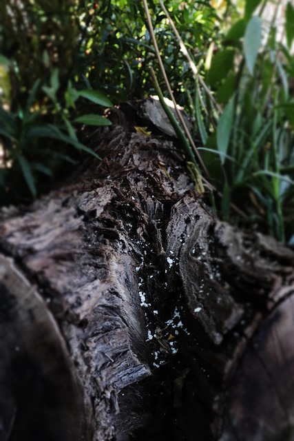 Free Nature Wood photo and picture
