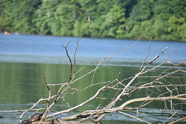 Free Water Tree photo and picture