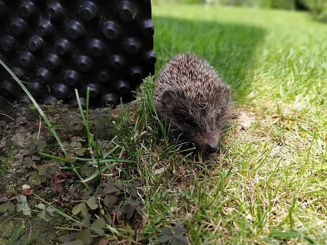 Free Hedgehog Garden photo and picture