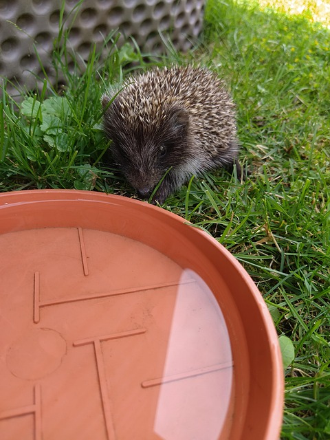 Free Hedgehog Garden photo and picture