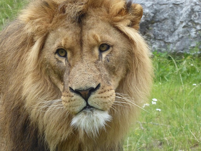 Löwe, Raubtier, Afrika, Tierwelt, Safari