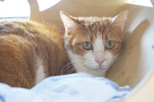 Free Cat Animal photo and picture