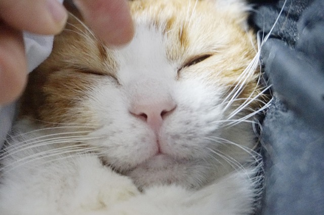 Free Cat Kitten photo and picture