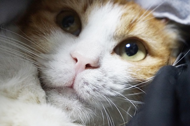 Free Cat Kitten photo and picture
