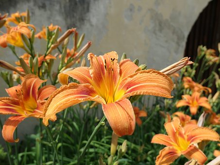 Feuerlilie, 百合, 花, 橙色的, 植物群, 植物学, 火百合