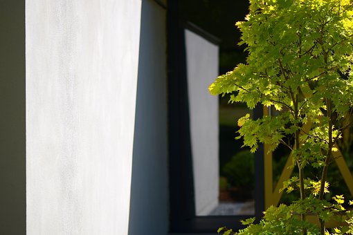 Free Japanese Maple Modern Japan photo and picture