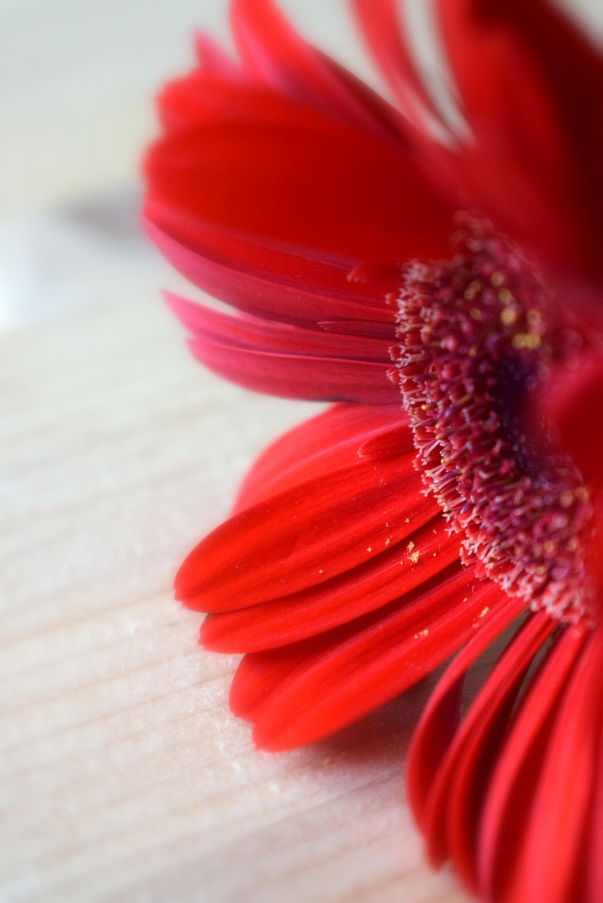 花 非洲菊 细节 - Pixabay上的免费照片 - Pixabay
