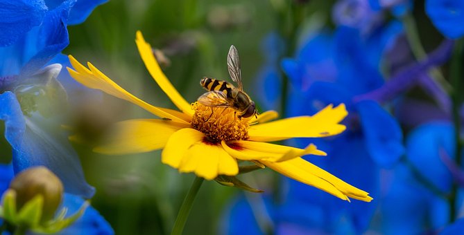 Schwebfliege, Schöne Blumen, Insekt