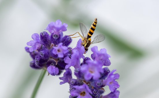 Schwebfliege, Insekt, Nahaufnahme