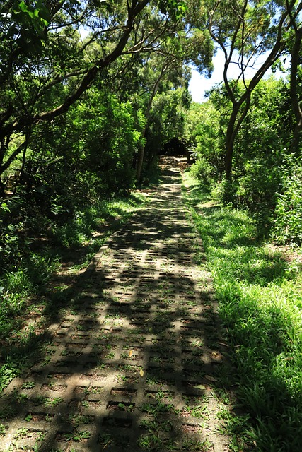 Straße, Sonne, Schatten, Bäume, Wald