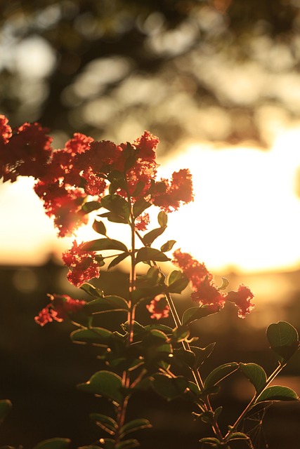 Sonnenuntergang, Sonnenlicht, Blumen