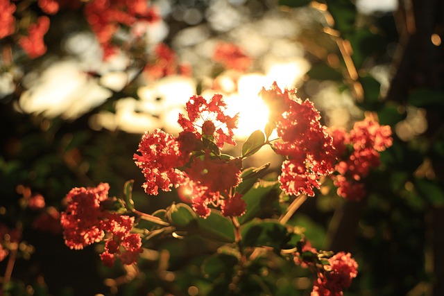 Sonnenuntergang, Sonnenlicht, Natur