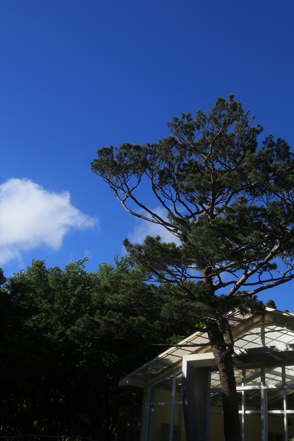 Baum, Haus, Blau, Himmel, Wolken, Kabine