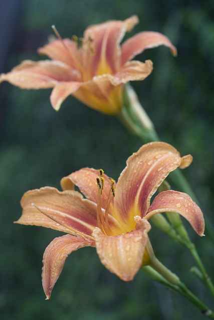 Free Lilies Beautiful Flowers photo and picture