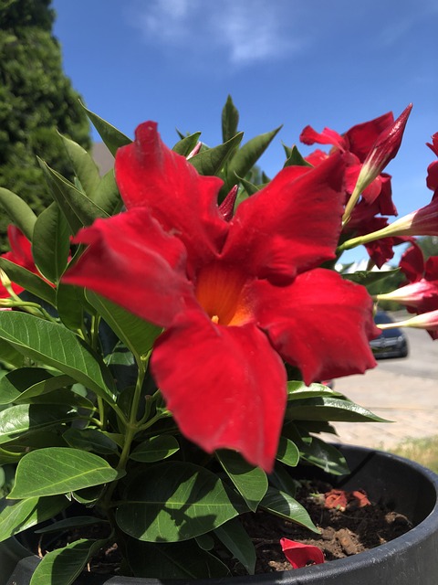 Sana Waqas Fleurs Rouges Rouge Fleurs Rouges - Photo gratuite sur Pixabay - Pixabay