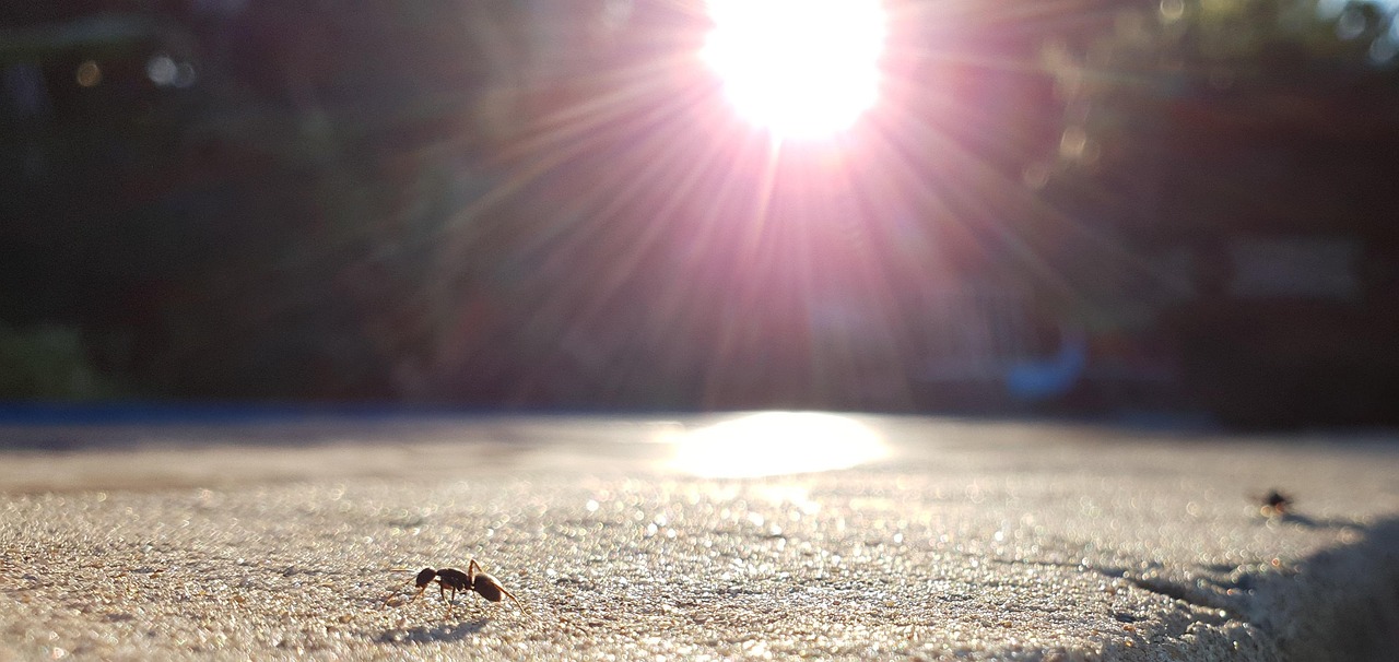 Sol Cu Insecte Sol Insectos Mundo Miniatura - Free photo on Pixabay - Pixabay