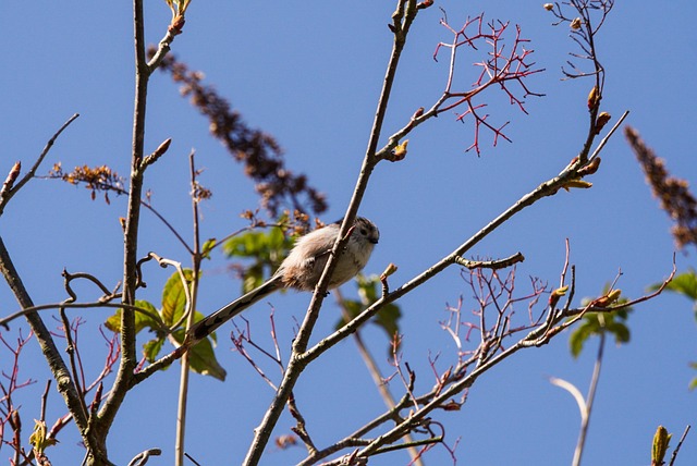 Free Bird Long Tailed Tit photo and picture