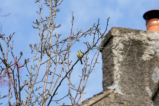 Free Blue Tit Bird photo and picture