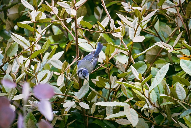 Free Blue Tit Bird photo and picture