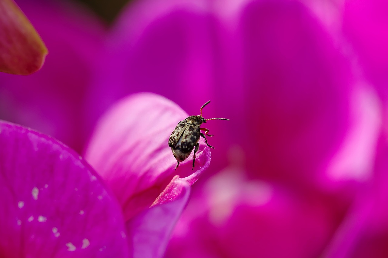 Blossom Bloom Beetle - Free photo on Pixabay