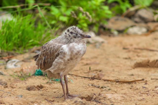 Birds, Baby Bird, Baby Gull, Alone