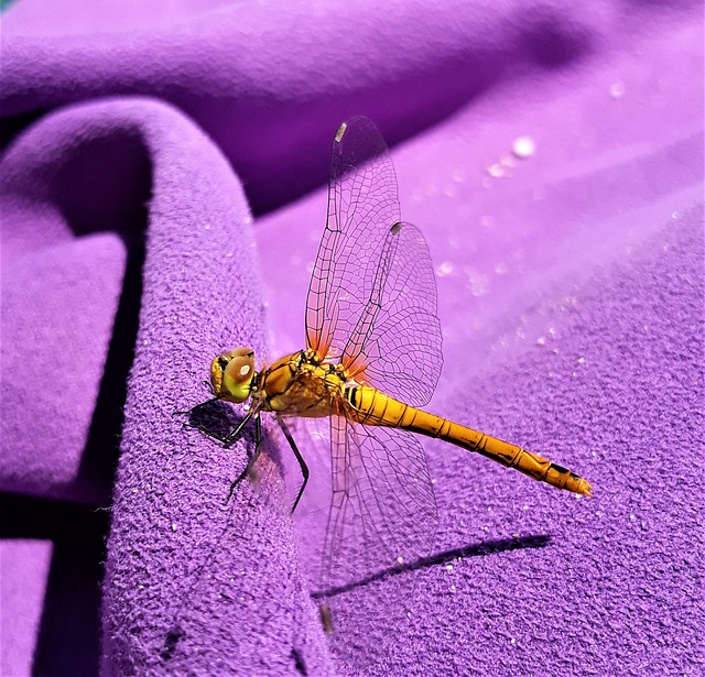 Free Dragonfly Yellow photo and picture