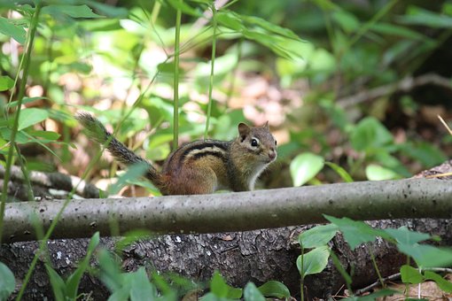 Free Chipmunk Animal photo and picture