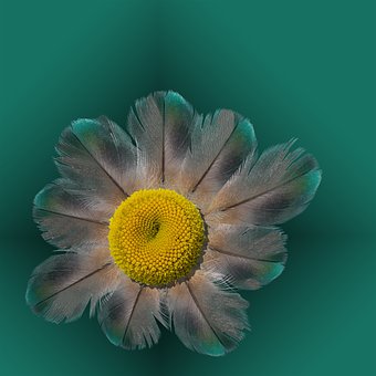Gefieder, Blume, Blüte, Blumen