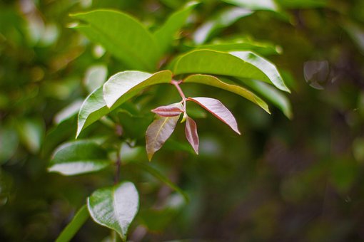 Free Leaves Nature photo and picture