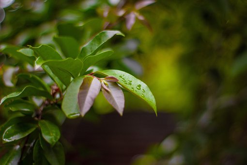 Free Nature Gree photo and picture