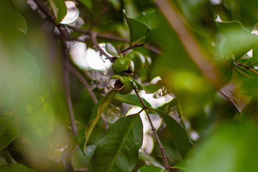 Free Nature Gree photo and picture